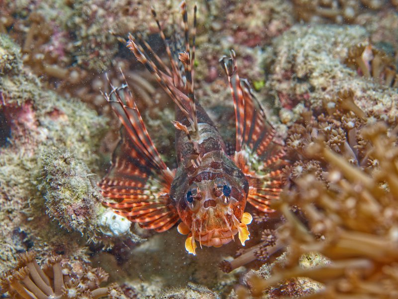 Lion Fish, House Reef